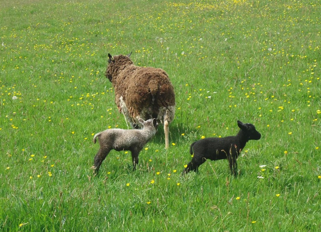 first lambs
